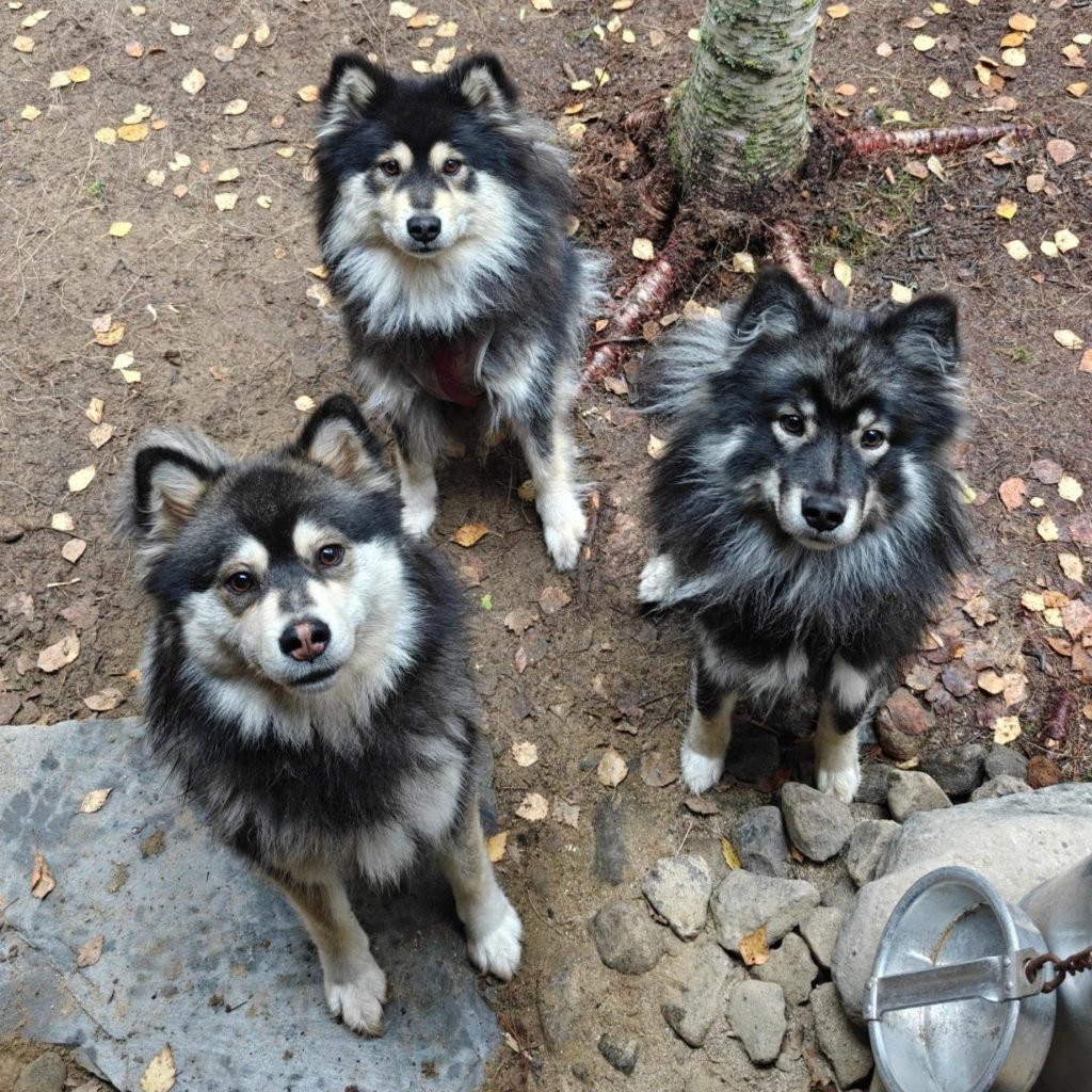 Koirametsä